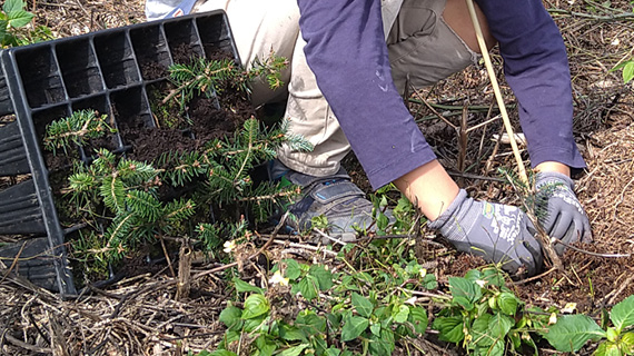 Person pflanzt kleine Bäume in den Boden